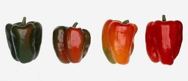 Four bell peppers in a row, green, red, and variegated