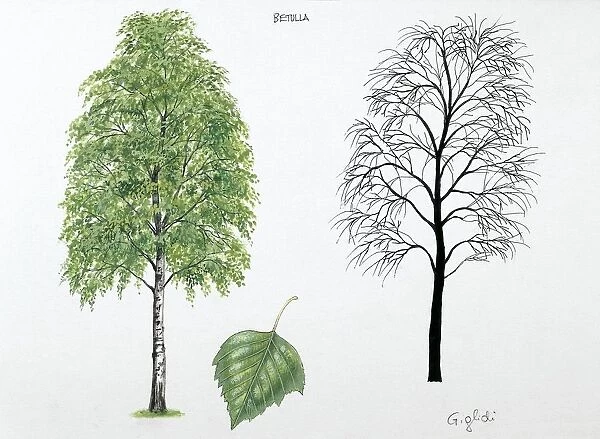 Betulaceae - Silver birch Betula pendula, illustration