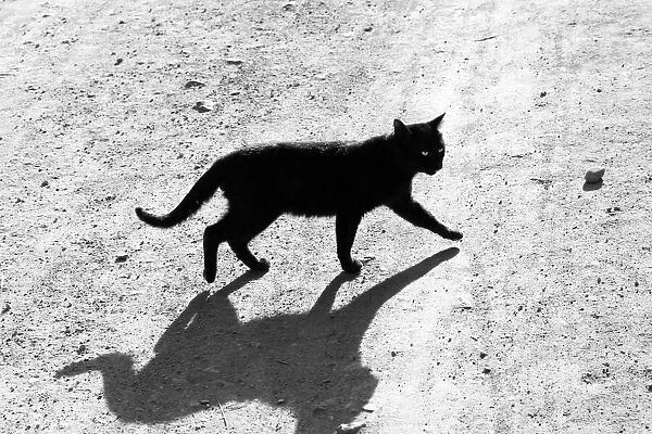 Black cat crosses my path by Lake Inle, Myanmar_bw