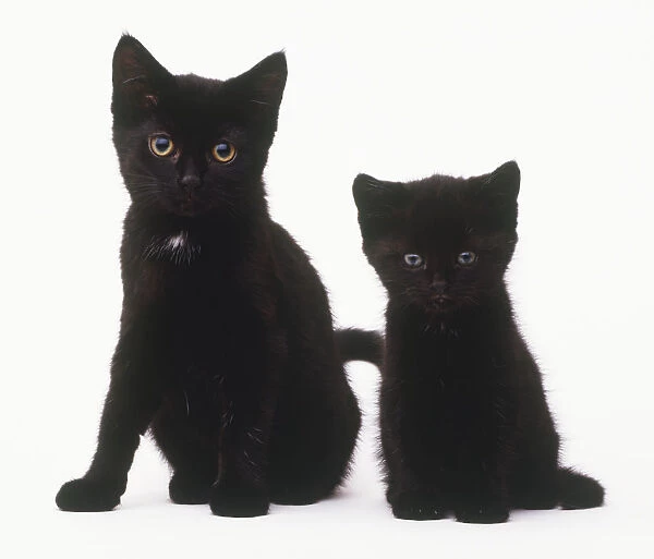 Two black kittens (Felis catus) sitting