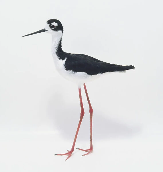 A Black-necked Stilt (Himantopus Mexicanus), side view