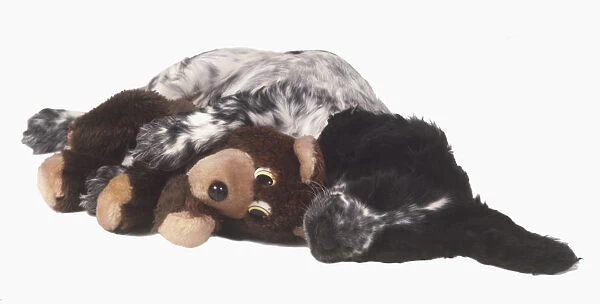 A black and white puppy asleep with a teddy bear