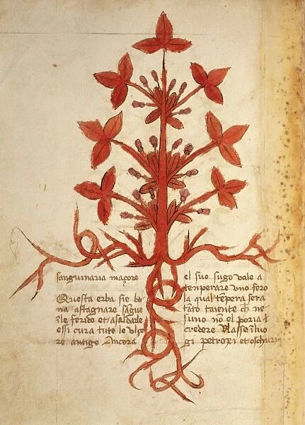 Bloodroot (Sanguinaria canadensis), illustration