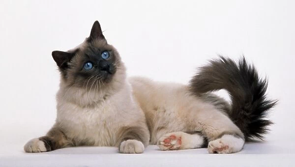 Blue-eyed Birman cat, looking up