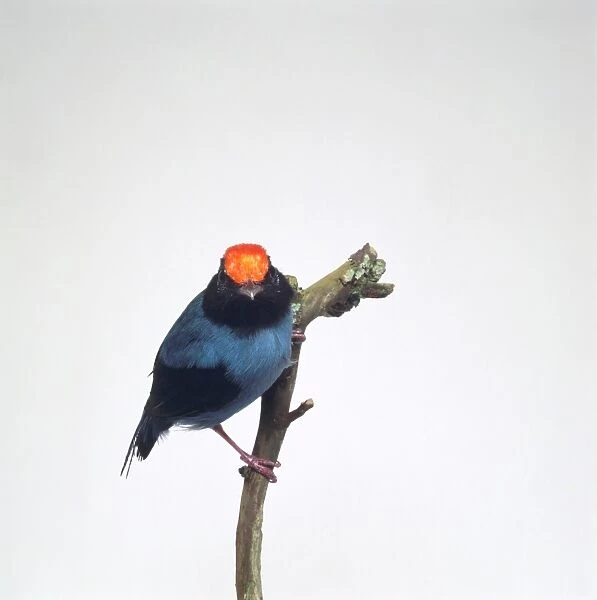 Blue Manakin or Swallow-tailed Manakin (Chiroxiphia caudata) perching sideways on branch showing vivid red plumage on top of head