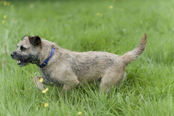 Border Terrier walking through grass, side view