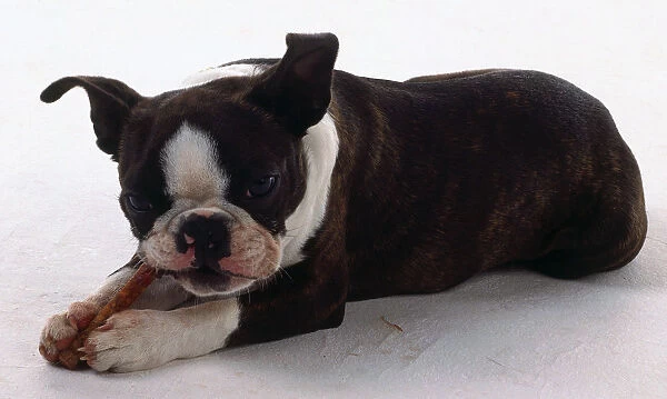 A Boston terrier puppy chews on a stick or toy while lying on the floor