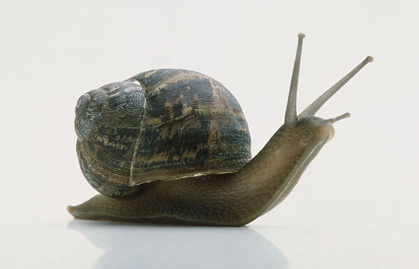 Brown Snail with raised head and antennae, side view