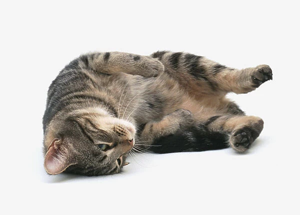 Brown tabby cat rolling onto its side