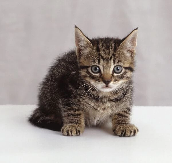 Brown tabby kitten staring, front view