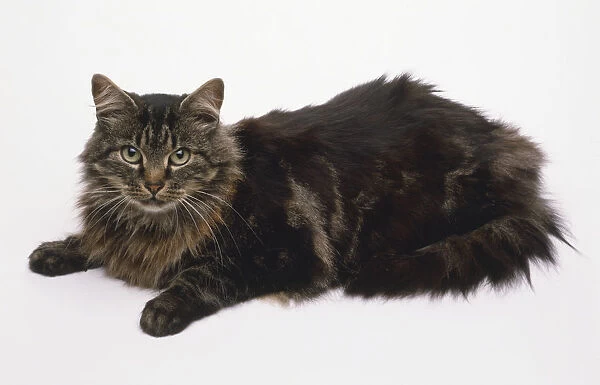 Brown Tabby non-pedigree cat with upright, rounded ears and ruff around neck, lying down