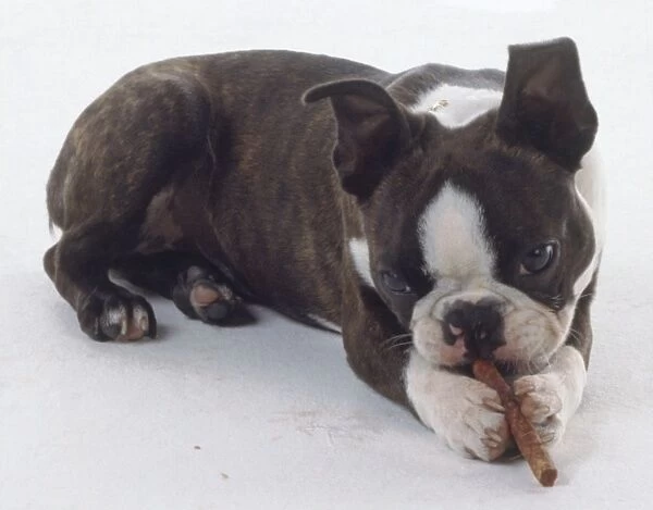 A brown and white Boston terrier chews industriously on a toy clasped between its forepaws