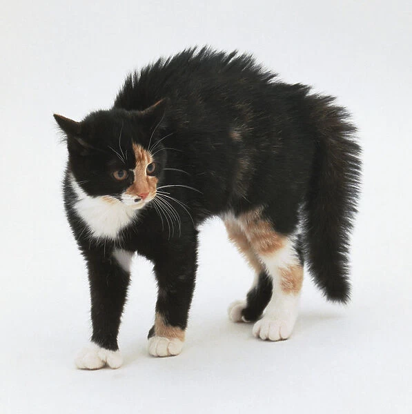 Brown and white cat with raised hair preparing to fight