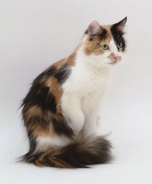 Brown and white cat sitting up, with tail curled round feet, side view
