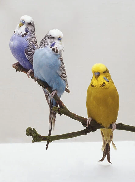 Three Budgerigars (Melopsittacus undulatus) perching on a twig, front view