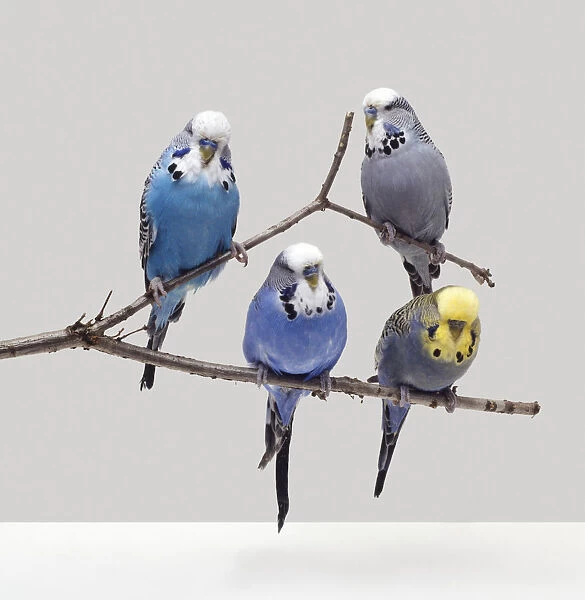 Four budgies sitting on a forked twig