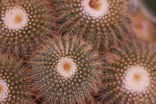 Cactus in a botanic garden. Spines. Close-up. Dalat. Vietnam