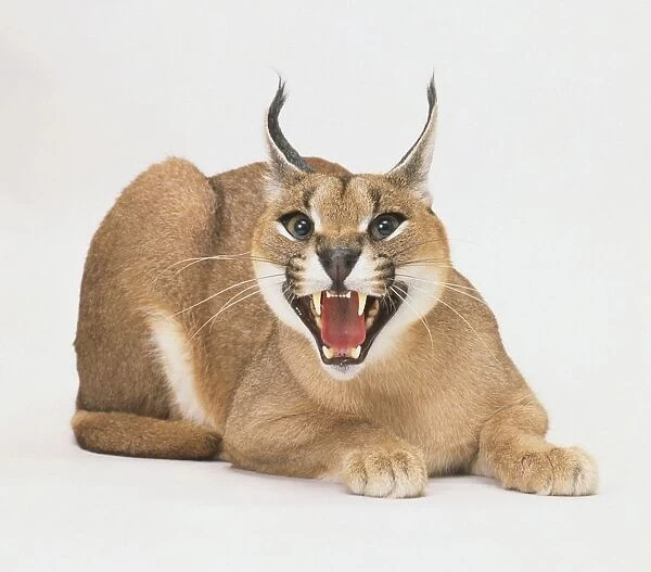 Caracal (Lynx caracal) sitting with mouth open, front view