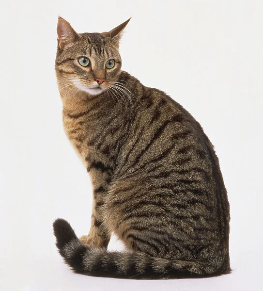 Cat (Felis silvestris catus) with tabby coat sitting down, side view