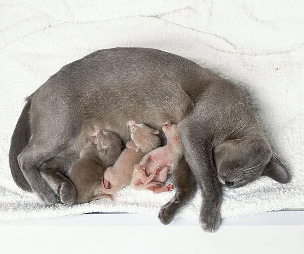 A cat with her litter