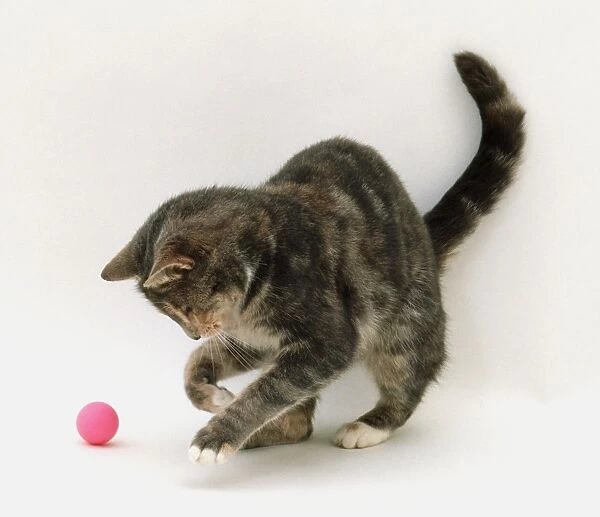 Cat playing with rubber ball