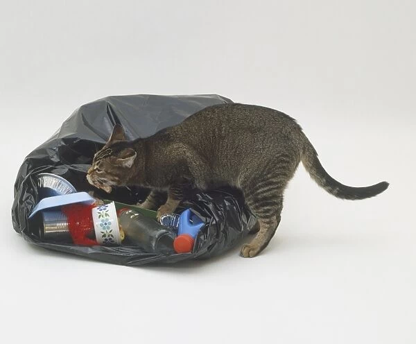 Cat rumaging through a dustbin