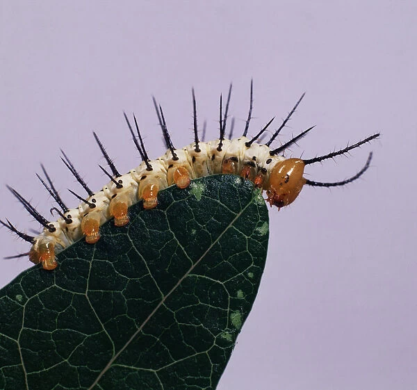 The caterpillar, like all other insects, breathes through holes along its body called spiracles