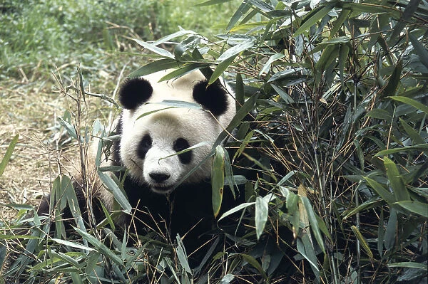 China, sichuan, wolong nature preserve, giant panda breeding research center, two year old panda eating bamboo leaves