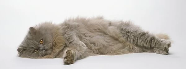 Chocolate Persian Cat (Felis catus) lying on its side, front view