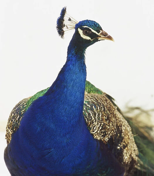 Close up of a Peacock (Pavo cristatus)
