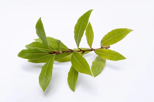 Close-up of bay leaves on branch