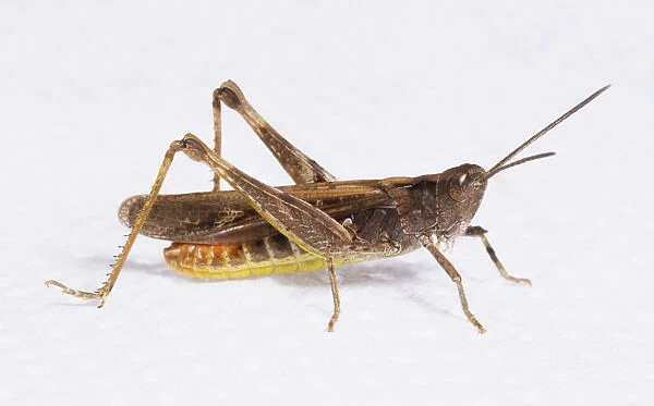 Common Field Grasshopper (Chorthippus Brunneus) in profile