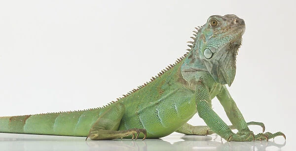 Common Iguana (Iguana iguana), side view