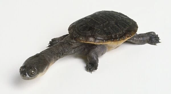 Common Snake-necked Turtle, Chelodina longicollis, a long neck extends from the carapace of the snake-necked turtle
