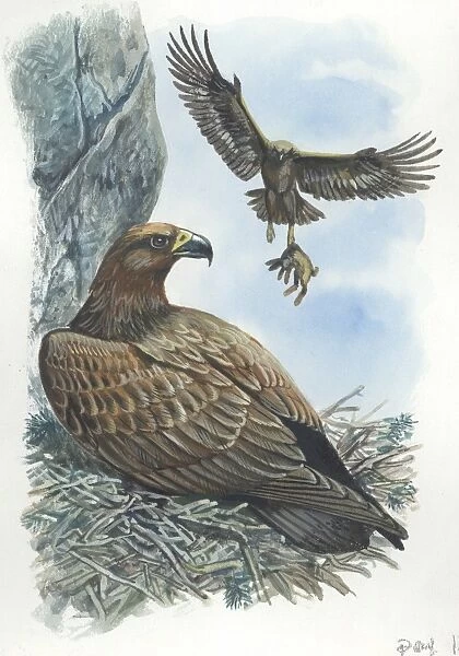 Couple of Golden Eagles Aquila chrysaetos female warms eggs while male brings her hare, illustration