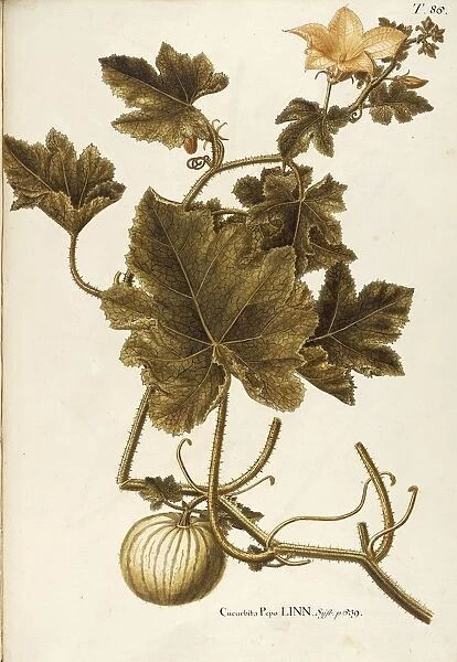 Cucurbitaceae, Field Pumpkin (Cucurbita pepo). Herbaceous climbing vine grown for its fruits, native to tropical Africa and Eastern Asia, by Giovanni Antonio Bottione, watercolor, 1770-1781