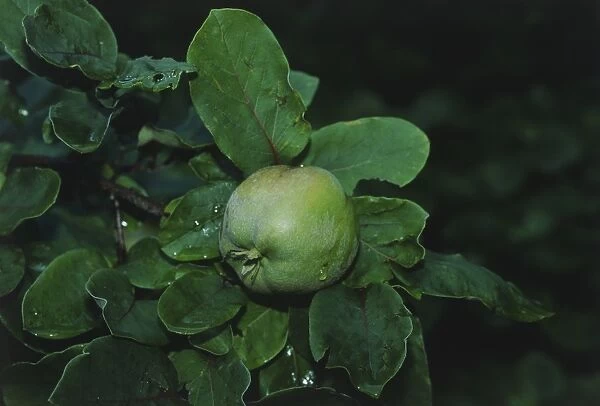 Cydonia oblonga (Quince), unripe green fruit and leaves
