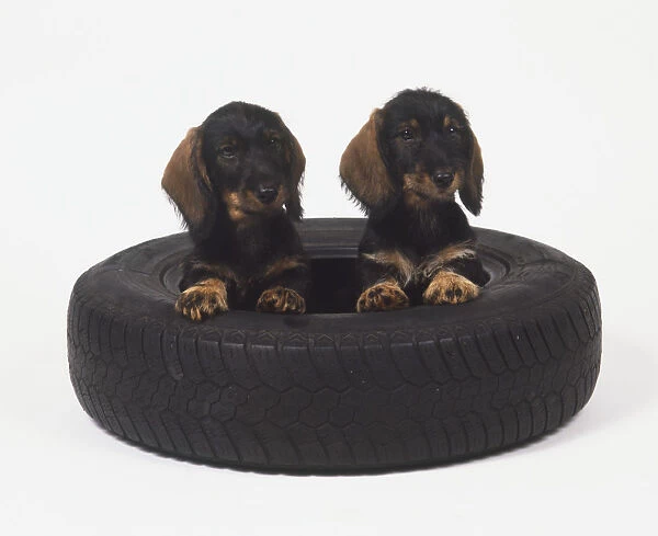 Two Dachshund puppies (Canis familiaris) sitting in a tyre, front view