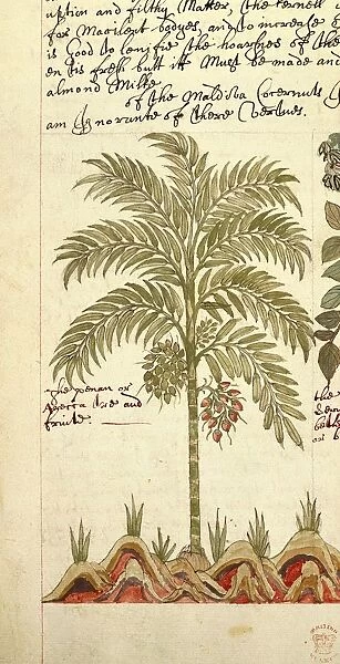 Date palm Phoenix dactylifera from Asia Drawing Sloane Manuscript 4013, detail, 1600-1625 Plate