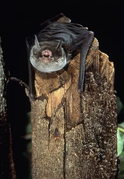 Davys naked-backed bat (Pteronotus davyi) showing its teeth