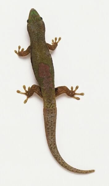 Day Gecko, phelsuma madagascariensis, a top view, Red gecko with a thick tail