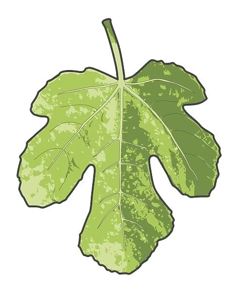 Digital composite of three-lobed fig leaf