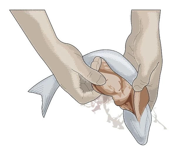 Digital illustration of removing offal from fish