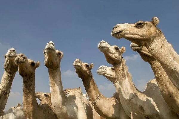 Egypt, Cairo, Birqash Camel Market, group of camels, headshot