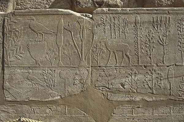 Egypt, Old Thebes, Luxor, Karnak Temple Complex, Precinct of Amun-Re, Relief depicting Thutmose IIIs plant and animal offerings to god Amon after Syrian campaign