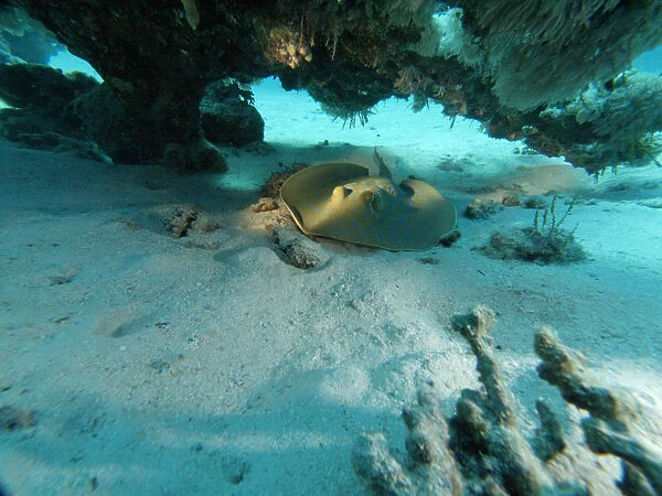 Egypt, Red Sea, Blue-spotted sting ray (Taeniura lymma) resting beneath a table coral