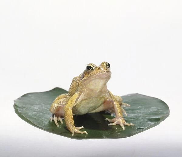European Common Frog (Rana temporaria) sitting on a Lily pad, front view