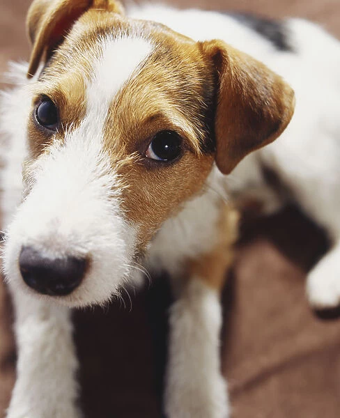 Face close-up of a Jack Russell Terrier (Canis familiaris), looking at camera