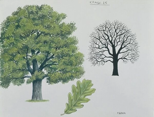 Fagaceae - Pedunculate oak Quercus robur, illustration