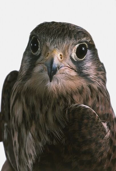Falcon (Falco tinnunculus), front view